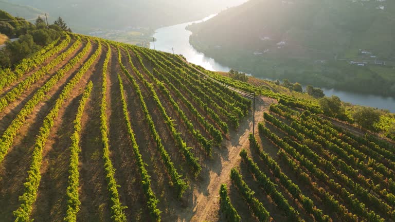 green terraces of douro valley on sunny morning portugal aer 9